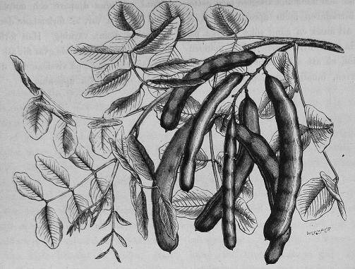 134. Ärtskidor af Johannisbrödträdet (Ceratonia Siliqua).<b[»Draf, der svinen med föddes.» Luc. 15: 16.]