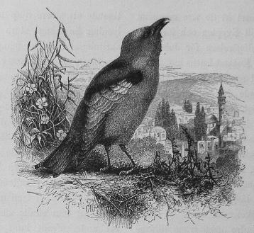 19. Blåkråkan (Coraeias garrula.). 19. Blåkråkan (Coraeias garrula.).
