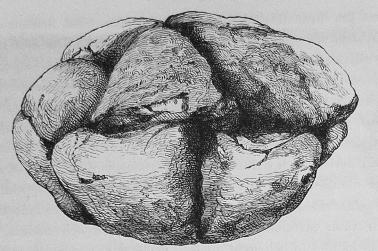 43. Brödlikt fossil (Septarium) 43. Brödlikt fossil (Septarium)
