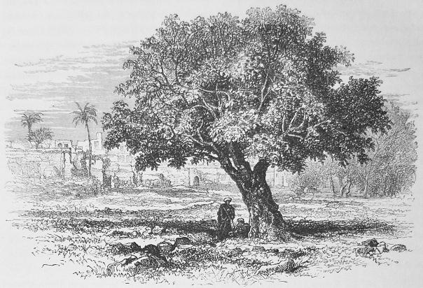 50. Österländskt fikonträd. 50. Österländskt fikonträd.