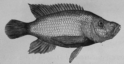 168. St. Peters fisk (Chromis Simonis)<b(Från det Galileiska Hafvet.) 168. St. Peters fisk (Chromis Simonis)<b(Från det Galileiska Hafvet.)