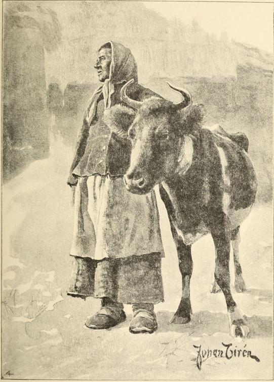 THE WIDOW’S LAST COW.