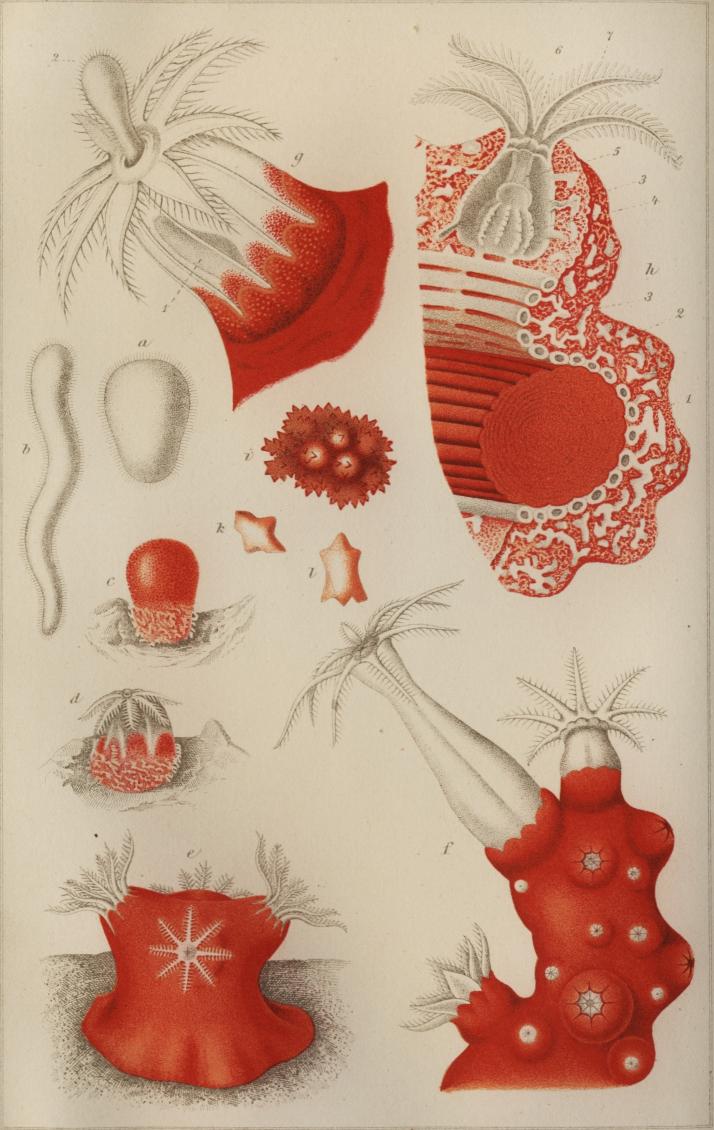 Den röda Korallpolypens utveckling och bygnad efter Lacaze Duthiers.