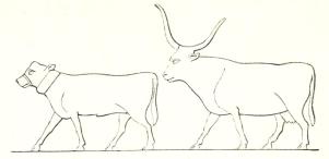 Fig. 13. Oxar av Zebu-typ. Fig. 13. Oxar av Zebu-typ.
