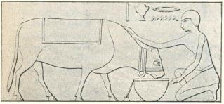 Fig. 14. En obehornad ko från Gammalegypten. Efter Lepsius. Fig. 14. En obehornad ko från Gammalegypten. Efter Lepsius.
