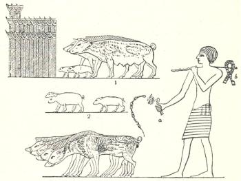 Fig. 16. Svin fr. det gamla Egypten.
