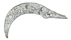 Fig. 42. Skära av järn. Äldre järnåldern.<bÖstergötland. Fig. 42. Skära av järn. Äldre järnåldern.<bÖstergötland.