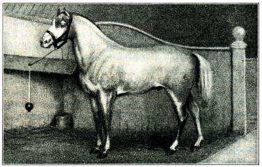 Fig. 100. Percheronhäst.