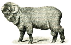Fig. 110. Bagge av elektoral-merino-ras. Fig. 110. Bagge av elektoral-merino-ras.