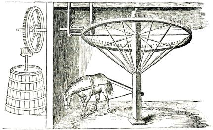 Fig. 112. Holsteinsk kärna.