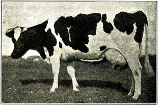 Fig. 117. Frisisk ko. Fig. 117. Frisisk ko.