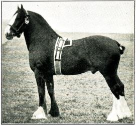 Fig. 135. Clydesdalehingst. 1900. Fig. 135. Clydesdalehingst. 1900.
