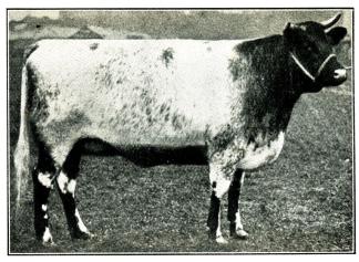 Fig. 136. Pedigree korthornko. 1900.