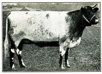 Fig. 136. Pedigree korthornko. 1900. Fig. 136. Pedigree korthornko. 1900.