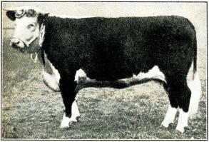 Fig 137. Herefordko. 1900. Fig 137. Herefordko. 1900.