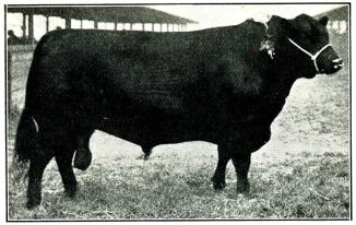 Fig. 138. Aberdeen-Angus tjur. 1900. Fig. 138. Aberdeen-Angus tjur. 1900.