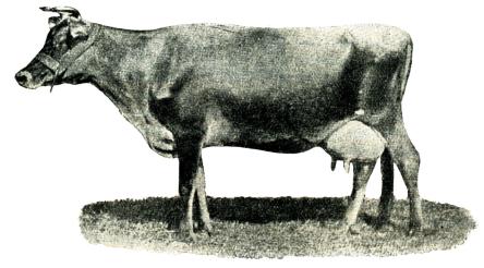 Fig. 140. Jerseyko. 1900.