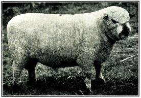 Fig. 143. Shropshire-ras. Fig. 143. Shropshire-ras.
