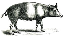 Fig. 154. Äldre tids danskt lantsvin. Fig. 154. Äldre tids danskt lantsvin.