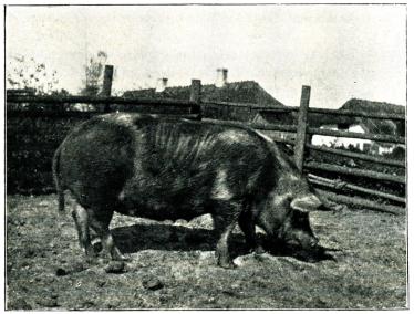 Fig. 155. Jutskt landtsvin på 1890-talet. Fig. 155. Jutskt landtsvin på 1890-talet.