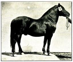 Fig. 158. Norsk Östlandshäst. 1901
