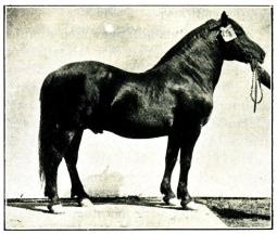 Fig. 158. Norsk Östlandshäst. 1901 Fig. 158. Norsk Östlandshäst. 1901