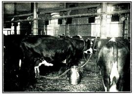 Fig. 178. Alfa Laval mjölkningsmaskin. 1922. Fig. 178. Alfa Laval mjölkningsmaskin. 1922.