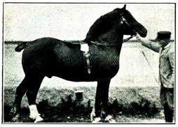 Fig. 185. Importerad Ardennerhingst. 1901. Fig. 185. Importerad Ardennerhingst. 1901.