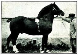 Fig. 185. Importerad Ardennerhingst. 1901.