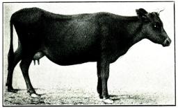 Fig. 186. Gotländsko. Omkr. 1890. Fig. 186. Gotländsko. Omkr. 1890.
