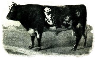 Fig. 187. Prinsen av Athen. Korthorn år 18(54 imp. till Alnarp. Fig. 187. Prinsen av Athen. Korthorn år 18(54 imp. till Alnarp.