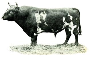 Fig. 189. Prince Albert Ayrshire av skånsk typ. Fig. 189. Prince Albert Ayrshire av skånsk typ.