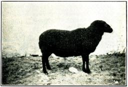Fig. 194. Gotländskt lantfår. Omkring år 1900. Fig. 194. Gotländskt lantfår. Omkring år 1900.