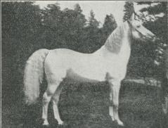 Arabisk häst. Arabisk häst.