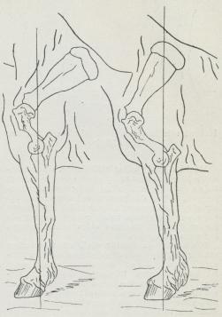 Sträckt                Understående<bbenställning.