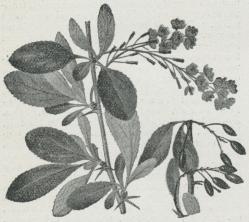 Berberis.