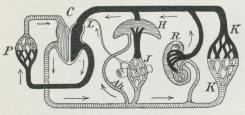 Schematisk bild över blodomloppet efter du<bBois-Reymond, Physiologie des Menschen und<bder Säugetiere.<bArteriellt blod markerat med streckning.<bVenöst blod markerat med svart. C = hjärta;<bP = lungor, J = tarm, H = lever, R =<bnjurar, K = kroppskapillärer, L = lymfkärl, stora<bbröstgången, Ah = leverartär. Schematisk bild över blodomloppet efter du<bBois-Reymond, Physiologie des Menschen und<bder Säugetiere.<bArteriellt blod markerat med streckning.<bVenöst blod markerat med svart. C = hjärta;<bP = lungor, J = tarm, H = lever, R =<bnjurar, K = kroppskapillärer, L = lymfkärl, stora<bbröstgången, Ah = leverartär.