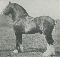 Clydesdale häst.