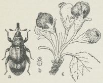 Äppleblomvivel.<ba fullbildad (förstorad), b i naturlig storlek,<bc angripna äppleblommor. Äppleblomvivel.<ba fullbildad (förstorad), b i naturlig storlek,<bc angripna äppleblommor.
