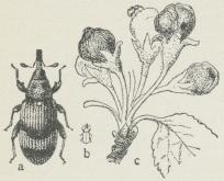 Äppleblomvivel.<ba fullbildad  (förstorad),    b i naturlig storlek,<bc angripna äppleblommor.