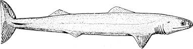 <bFig. 46. Rekonstruktion af Cladoselache, en af de<bäldsta kända broskfiskarna (efter Bridge).<b
