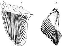 <bFig. 47. Bröstfena a af Cladoselache, en hajfisk<bfrån devontiden (efter Dean), b af en nu lefvande<bhaj, pigghajen.<b <bFig. 47. Bröstfena a af Cladoselache, en hajfisk<bfrån devontiden (efter Dean), b af en nu lefvande<bhaj, pigghajen.<b