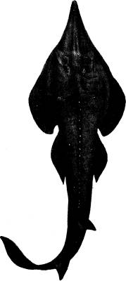 <bFig. 48. Rhinobatus, en hajliknande rocka (efter<bMüller och Henle).<b <bFig. 48. Rhinobatus, en hajliknande rocka (efter<bMüller och Henle).<b