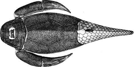 <bFig. 51. Rekonstruerad bild af en pansarfisk från<bdevontiden (efter Klaatsch).<b <bFig. 51. Rekonstruerad bild af en pansarfisk från<bdevontiden (efter Klaatsch).<b