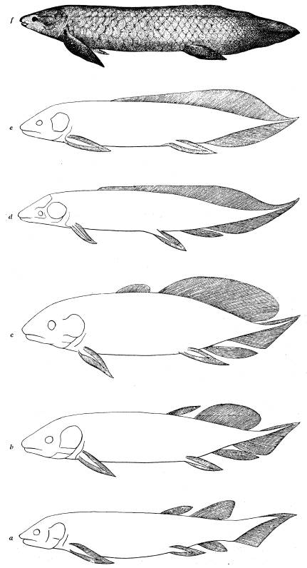 <bFig. 52. Lungfiskarnas historiska utveckling.<ba—d lungfiskar från devonperiodens olika skeden<b(a är den äldsta): e från kolperioden; f den<bännu i Australien lefvande Ceratodus, hvilken<bredan under triastiden uppträdde i Europa (efter Dollo).<b