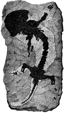 Fig. 53. Skelett af en stegocefal (Branchiosaurus)<bfrån permperioden (efter Fritsch).<b Fig. 53. Skelett af en stegocefal (Branchiosaurus)<bfrån permperioden (efter Fritsch).<b