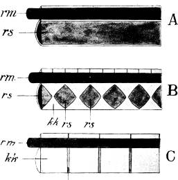 <bFig.54. Förenklad teckning af tre skeden i ryggradens<bhistoriska utveckling. Ryggraden A hos rundmunnar,<blägre brosk- och ganoidfiskar, B hos högre fiskar, <bvissa stegocefaler, äldre kräldjur o.a., C hos krokodiler,<bdäggdjur o.a.<b<bGemensamma beteckningar: <b   rm ryggmärg, <b   rs ryggsträng,<b   kk kotkropp.<b