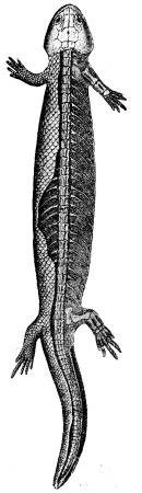 Fig. 55. Hypoplesion, ett amfibieliknande kräldjur<bfrån permperioden (efter Fritsch).<b Fig. 55. Hypoplesion, ett amfibieliknande kräldjur<bfrån permperioden (efter Fritsch).<b