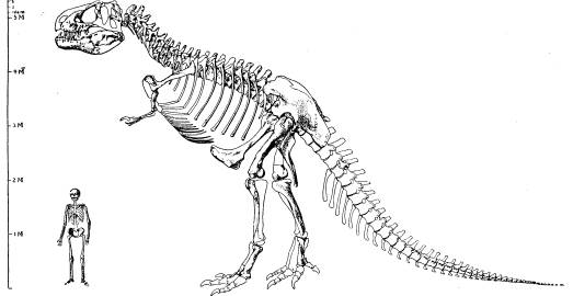 <bFig. 58. Tyrannosaurus, en skräcködla från kritperioden.<bFör att kunna bedöma detta djurs jättedimensioner har vid<bsidan om detsamma afbildats ett människoskelett i samma<bskala (efter Osborn).<b