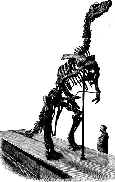 <bFig. 59. Skelett af en skräcködla (Iguanodon)<bur Belgiens kritformation (efter Klaatsch).<b